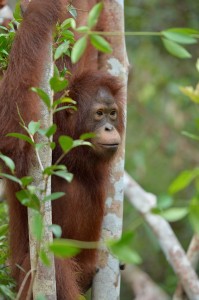 Trans Borneo Expedition 2014     